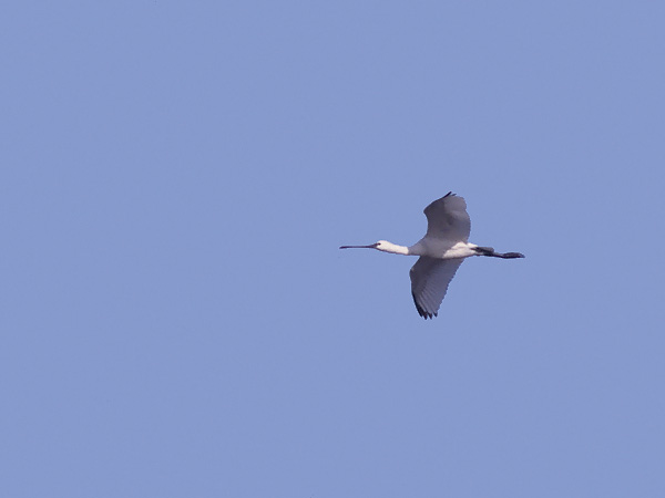 Kapustahaikara, Eurasian Spoonbill, Platalea leucorodia